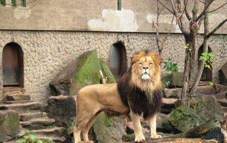 ARTIS - Step into a world where nature, history, and wonder meet at **ARTIS Amsterdam Royal Zoo**, the oldest zoo in the Netherlands, founded in 1838. Nestled in the heart of Amsterdam, ARTIS is far more than a traditional zoo—it’s a living museum where families and curious travelers can explore nearly two centuries of heritage alongside 750 animal species, lush botanical gardens, and striking historic architecture. Wander leafy avenues lined with centuries-old trees, marvel at giraffes and zebras grazing together on the savannah, and let your imagination soar in the largest planetarium in the Netherlands. ARTIS also invites you to discover the magical Butterfly Pavilion, gaze at jaguar cubs and chimpanzees, or dive into the fascinating world of microbes in ARTIS-Micropia, the world’s first microbe museum. Children and adults alike will be captivated by interactive exhibits and educational programs that spark curiosity about the natural world, biodiversity, and conservation. With its blend of tranquil gardens, unique animal encounters, and rich historical legacy, ARTIS offers an unforgettable adventure—an oasis of discovery in the vibrant heart of Amsterdam.