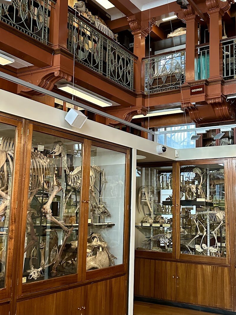Grant Museum of Zoology - Step into a world of wonder at the **Grant Museum of Zoology**, London’s last remaining university zoological museum and a true hidden gem for families and curious travelers. Founded in 1828 by the pioneering Robert Edmond Grant—England’s first professor of zoology—the museum began as a teaching collection and still radiates the charm of a Victorian cabinet of curiosities. Visitors are greeted by rows of wooden and glass cases, brimming with over 68,000 specimens, from the skeleton of the extinct quagga (one of only seven in existence) to the mysterious Tasmanian tiger and even a collection of brains and bisected heads. More than a treasure trove of natural oddities, the museum offers thought-provoking exhibits that explore the connections between science, history, and Britain’s colonial past. Interactive displays and themed family trails invite hands-on learning, sparking conversations about biodiversity, extinction, and humanity’s impact on the natural world. Whether you’re marveling at rare creatures or diving into stories of empire and discovery, the Grant Museum promises an experience both fascinating and unforgettable—perfect for adventurous minds of all ages.