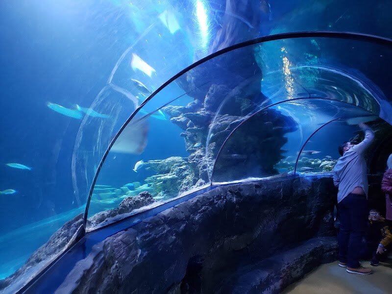 SEA LIFE London Aquarium - SEA LIFE London Aquarium invites families and curious travelers to dive into an enchanting world beneath the waves, right in the heart of the city. Set within the historic County Hall on the South Bank, this celebrated aquarium has become one of London's most beloved attractions since opening its doors in 1997. Following a dramatic transformation in 2009, the aquarium now dazzles with immersive experiences, including a glass Ocean Tunnel and the thrilling Shark Walk, where visitors stroll inches above majestic sharks gliding below. What makes SEA LIFE London truly special is its blend of innovative exhibits and conservation efforts. Guests can encounter everything from graceful rays and mysterious jellyfish to the playful gentoo penguins introduced in 2011. Interactive zones let children touch starfish or learn about the vital role of marine habitats, making every visit both fun and educational. The aquarium’s story is rooted in London’s long fascination with aquatic life, evolving from Victorian-era "Fish Houses" to today’s cutting-edge marine displays. Whether you’re gazing at vibrant coral reefs or marveling at robotic fish inspired by the wonders of nature, SEA LIFE London Aquarium promises an unforgettable journey into the deep—perfect for sparking curiosity and delight in visitors of all ages.