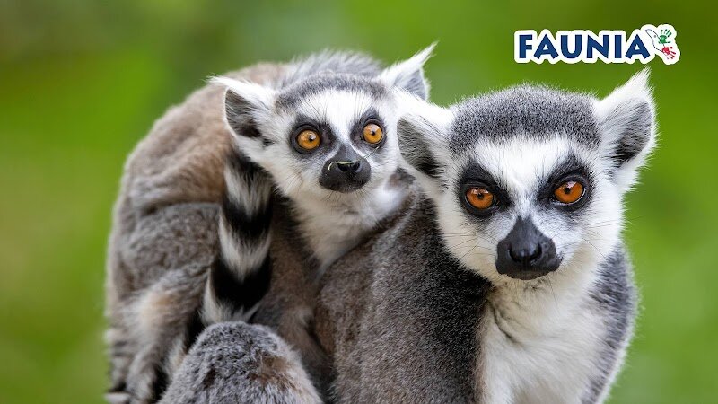 Faunia - Faunia is a captivating wildlife and nature park that has been enchanting visitors since its opening in 2001 as Madrid's Parque Biológico de Madrid. Spanning 14 hectares across the Spanish capital, this innovative zoo reimagines the traditional animal experience by recreating authentic ecosystems rather than confining creatures to conventional enclosures. The park houses over 4,000 animals representing more than 500 species, alongside 15,000 plants of 1,000 varieties, making it one of Europe's largest zoos. What truly sets Faunia apart is its immersive approach—visitors journey through four distinct ecosystem zones including the Amazon Jungle, African Savannah, Polar Regions, and Mediterranean Forest, each meticulously designed with appropriate habitats, temperature, and humidity conditions. Beyond observation, Faunia offers interactive adventures that create lasting memories. Encounter playful sea lions, majestic penguins, and gentle manatees up close. Watch captivating dolphin shows and bird of prey demonstrations that blend entertainment with conservation education. The park's commitment to wildlife education and environmental awareness transforms a simple visit into an inspiring journey through our planet's incredible biodiversity.