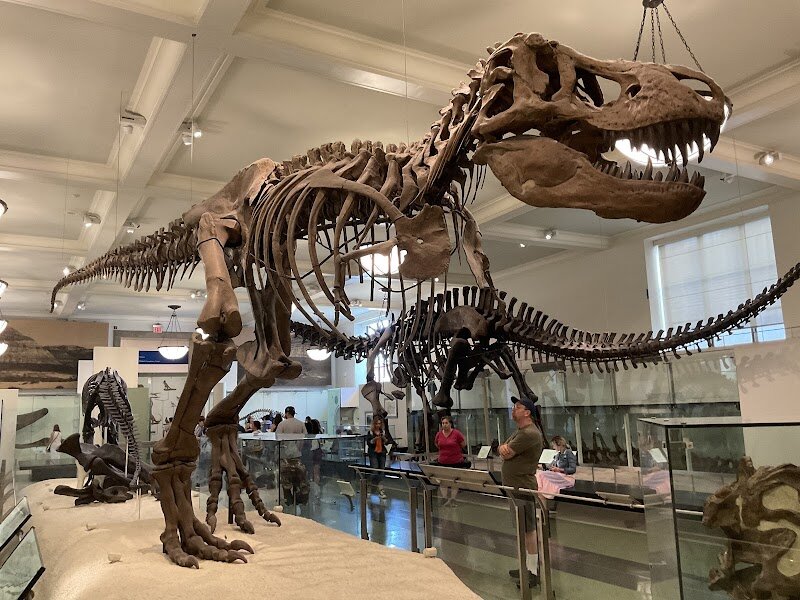 American Museum of Natural History - The **American Museum of Natural History (AMNH)** is a wonderland of discovery nestled on Manhattan’s Upper West Side, captivating families and curious travelers for more than 150 years. Founded in 1869, AMNH was born from a vision to explore and share the marvels of nature, humanity, and the universe—a mission that continues to shape its world-class reputation. Step inside and you’ll be greeted by legendary exhibits: stand beneath the jaw-dropping 94-foot blue whale in the Milstein Hall of Ocean Life, journey through time in the dinosaur halls with towering fossils like Tyrannosaurus rex, and unravel the mysteries of our origins in the Hall of Human Origins. Young explorers and seasoned adventurers alike can launch into outer space at the cutting-edge Hayden Planetarium, where cosmic wonders come alive. What makes AMNH truly special is its sheer scale and depth—housing over **30 million specimens and artifacts** that chronicle 4.5 billion years of Earth’s history. Beyond the displays, the museum is a hub of groundbreaking research, ongoing expeditions, and collaborative efforts with global communities, ensuring that every visit sparks curiosity and awe. Whether you’re a family seeking inspiration or a traveler hungry for knowledge, AMNH promises an unforgettable journey through the wonders of our world.